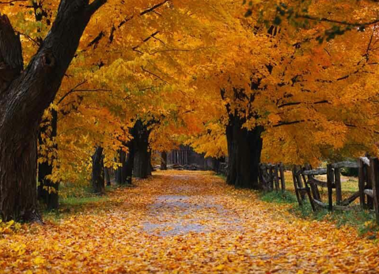 A Romantic Fall Getaway Upstate New York
