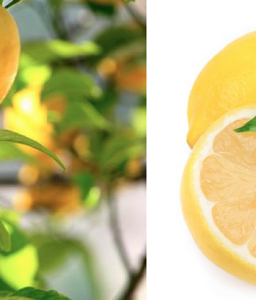 15 Reasons To LOVE Lemons