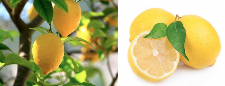 15 Reasons To LOVE Lemons